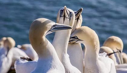 开云体育首页-太阳击败尼克斯，常规赛巅峰对决中杜兰特锁死对手，太阳对尼克斯聚胜顽球汇