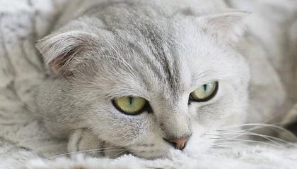 开云体育娱乐app安全-外教能否真正适应中国联赛管理模式，外国联赛的中国教练