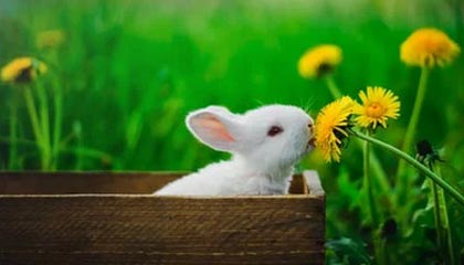 开云体育首页-太阳击败尼克斯，常规赛巅峰对决中杜兰特锁死对手，太阳对尼克斯聚胜顽球汇